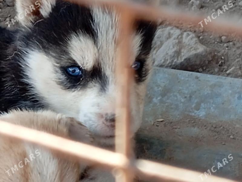 haski - Garabekewül - img 1