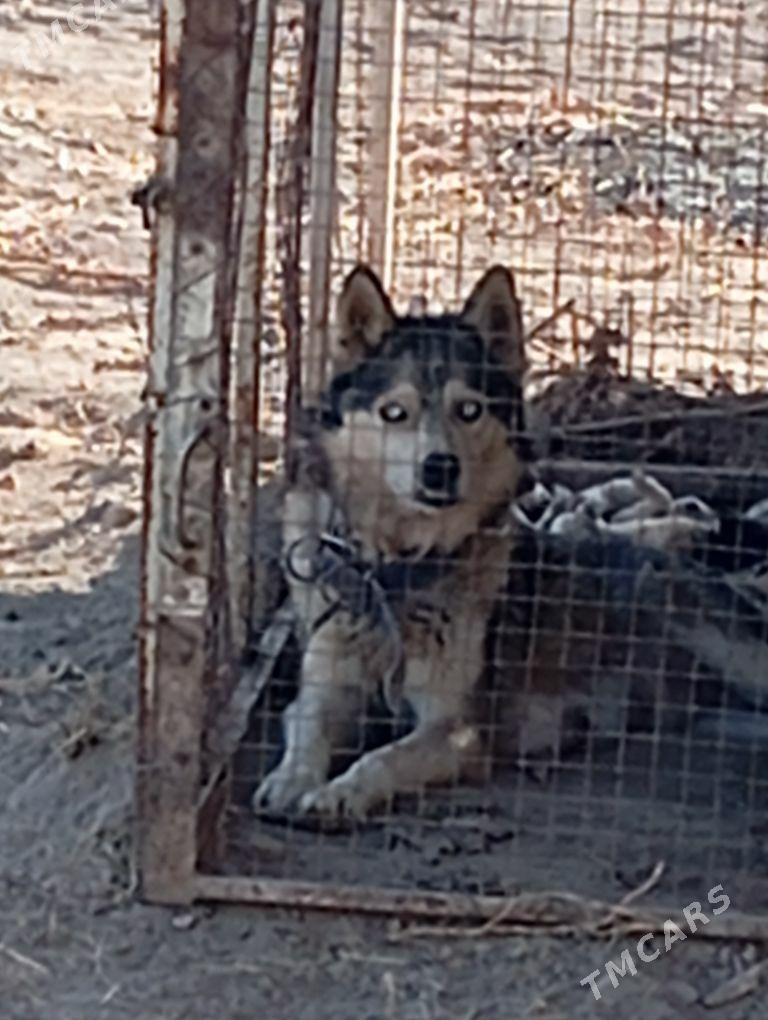 haski - Garabekewül - img 5