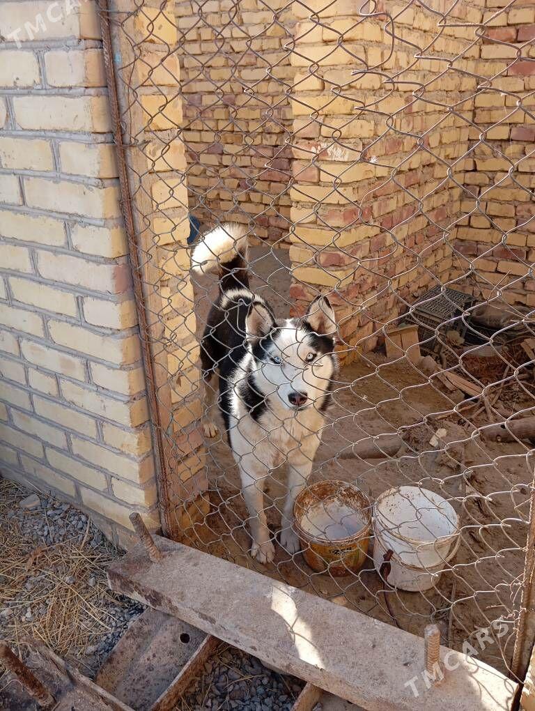 haski - Garabekewül - img 6