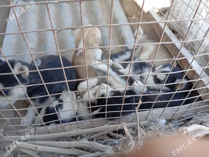 haski - Garabekewül - img 4