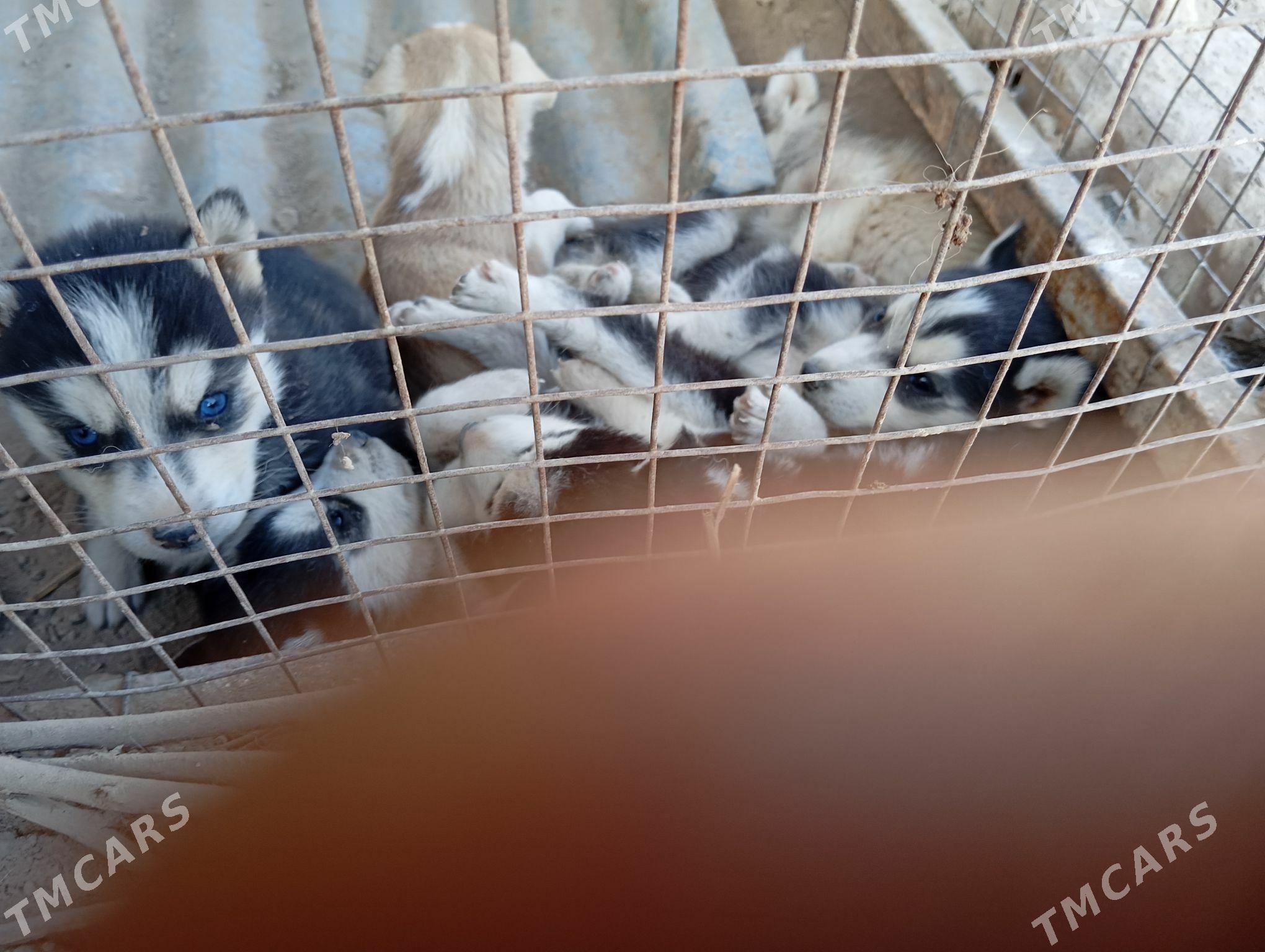 haski - Garabekewül - img 2