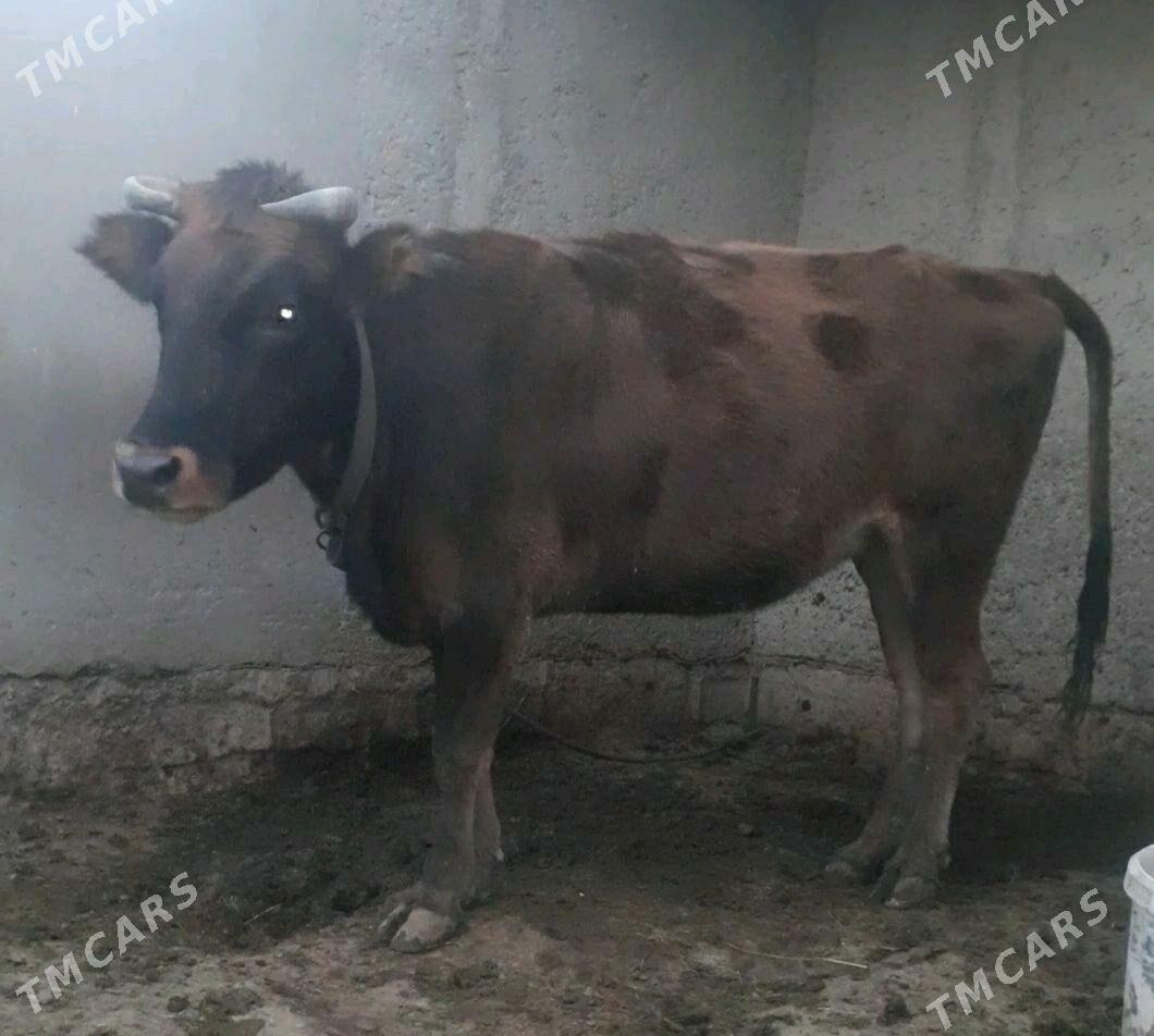 Sygyr - Kaka - img 2