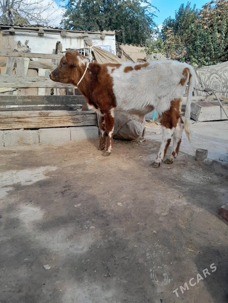 okuz - Кëши - img 3