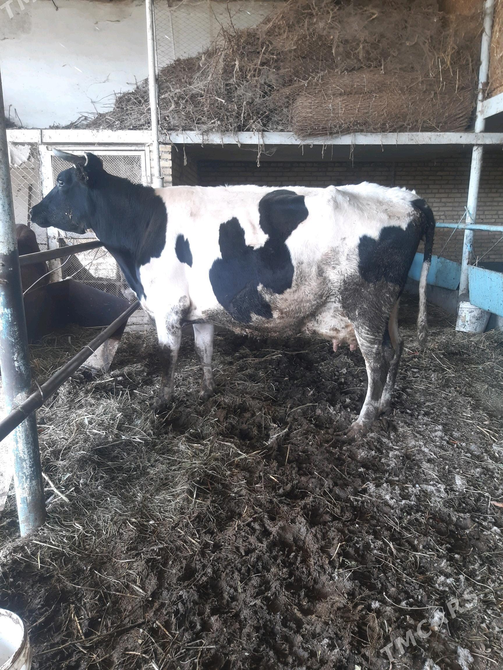 saglyk sygyr - Çärjew - img 1