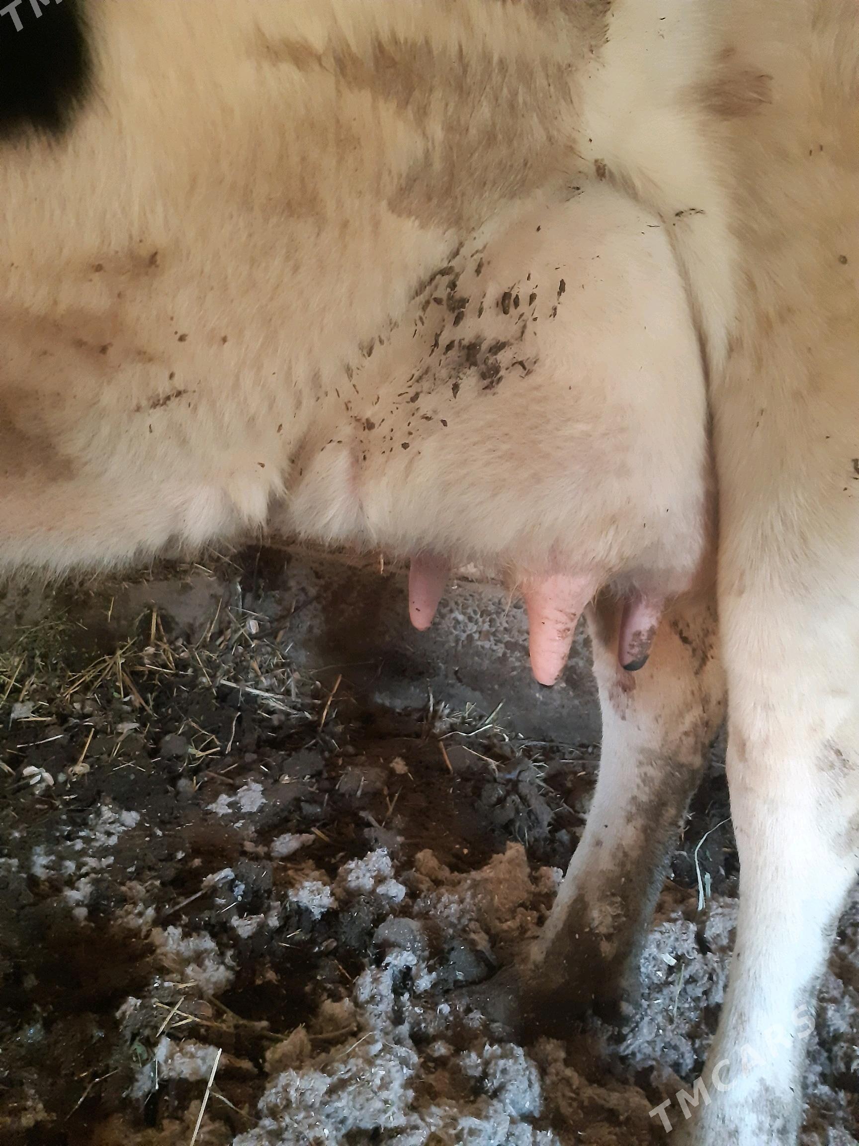 saglyk sygyr - Çärjew - img 3