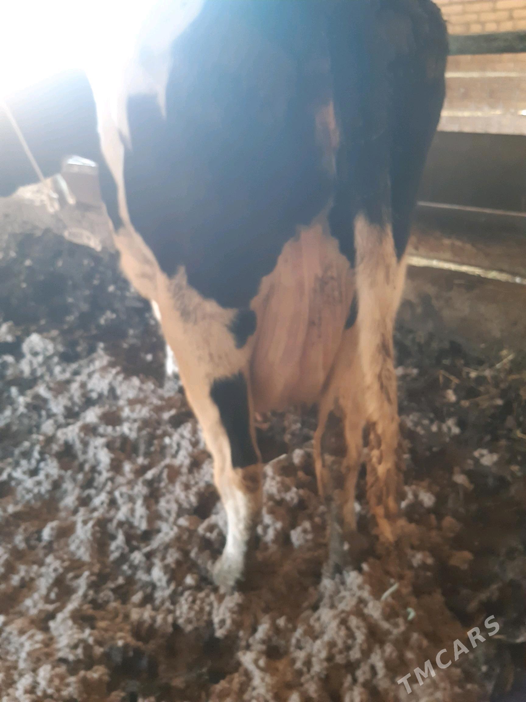 saglyk sygyr - Çärjew - img 2