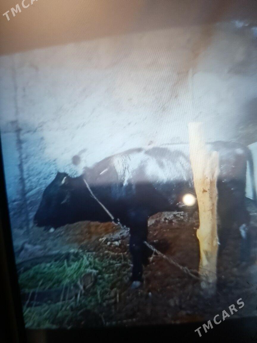 okuz maly ökuz - Ашхабад - img 1