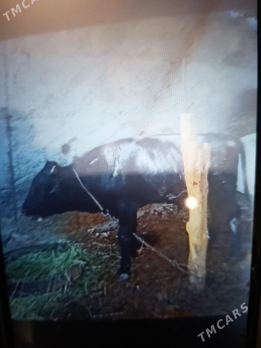 okuz maly ökuz - Ашхабад - img 2