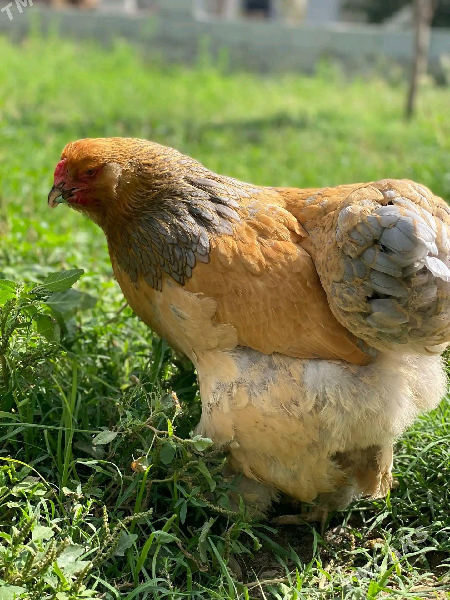 brama  - Ашхабад - img 3