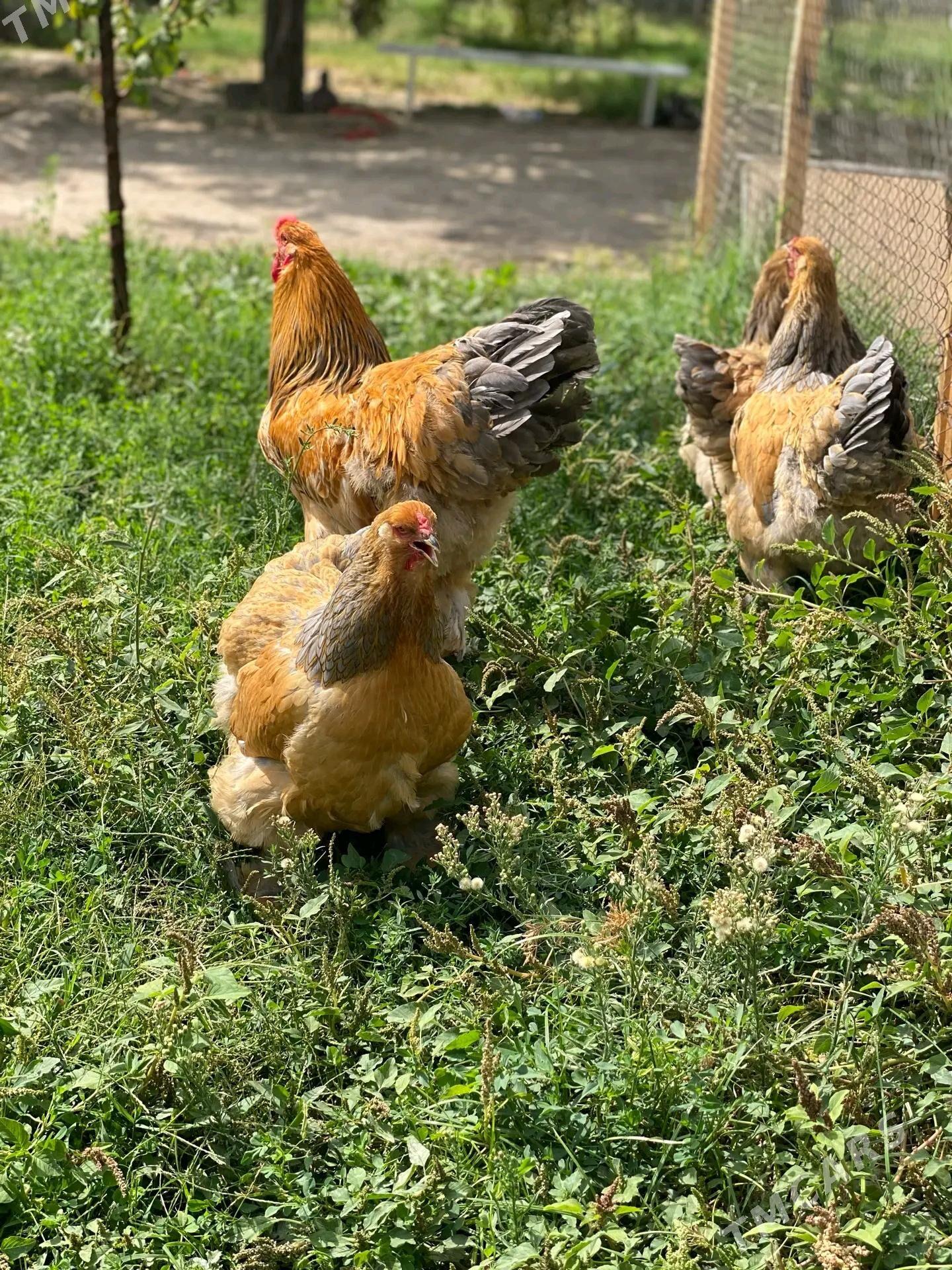 brama - Ашхабад - img 1