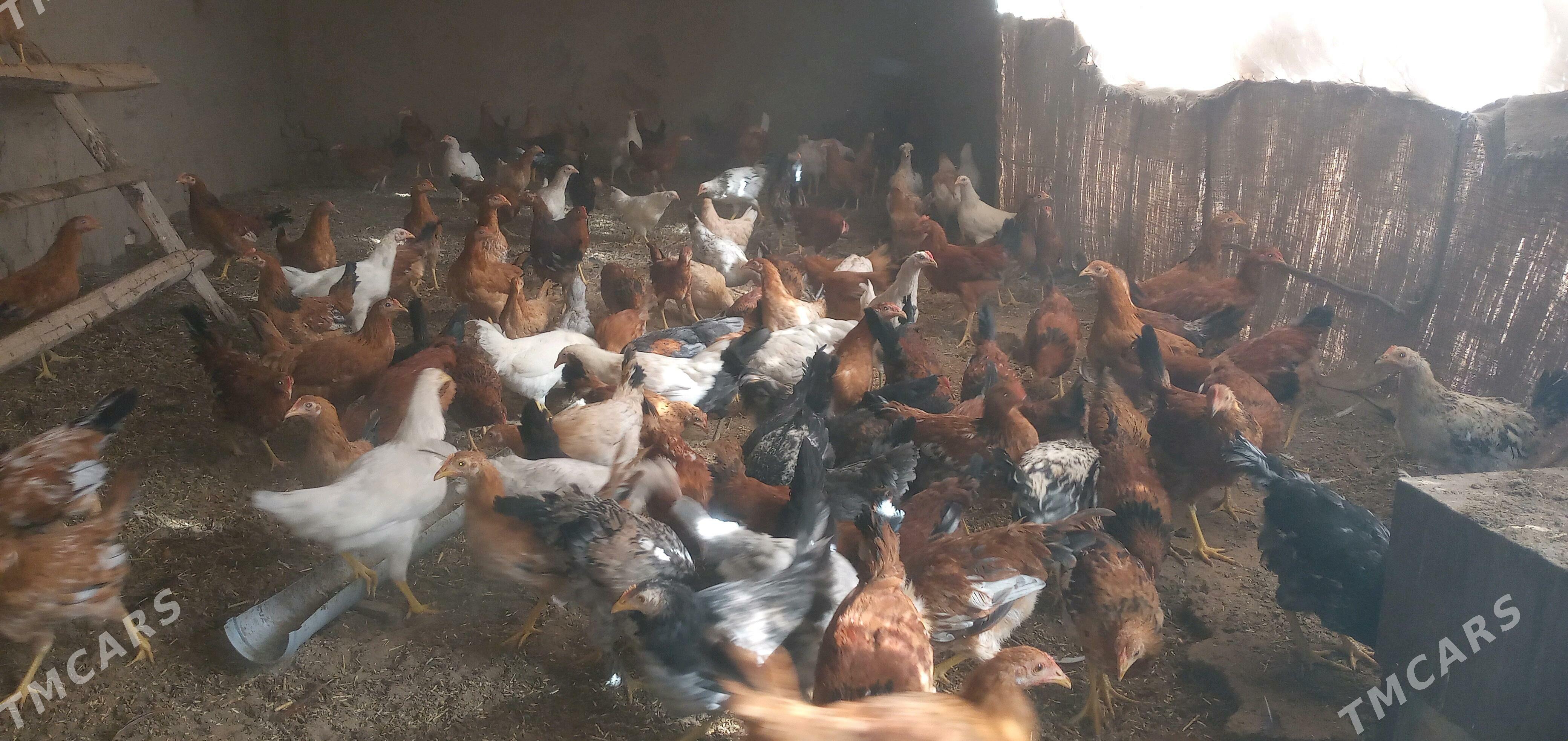 towuk jüýje - Sakarçäge - img 2