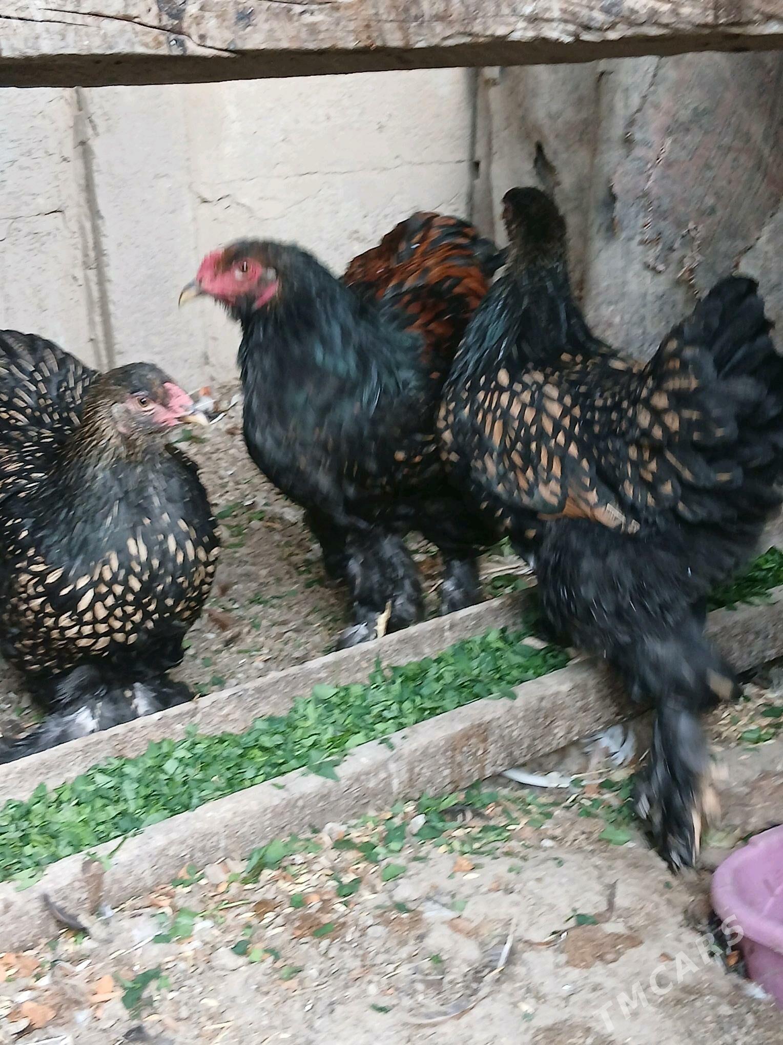 brama laset - Кака - img 2