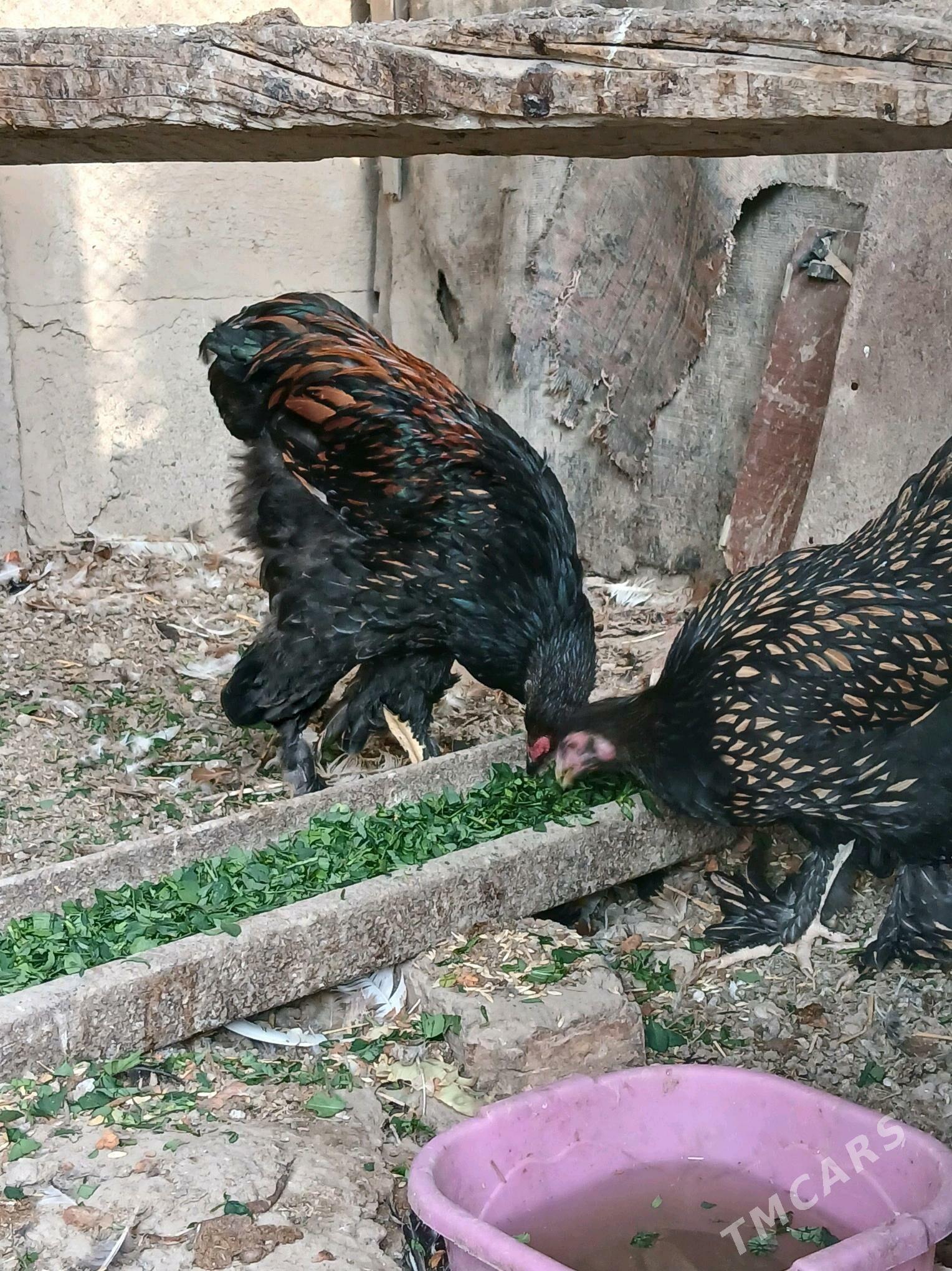 brama laset - Кака - img 4