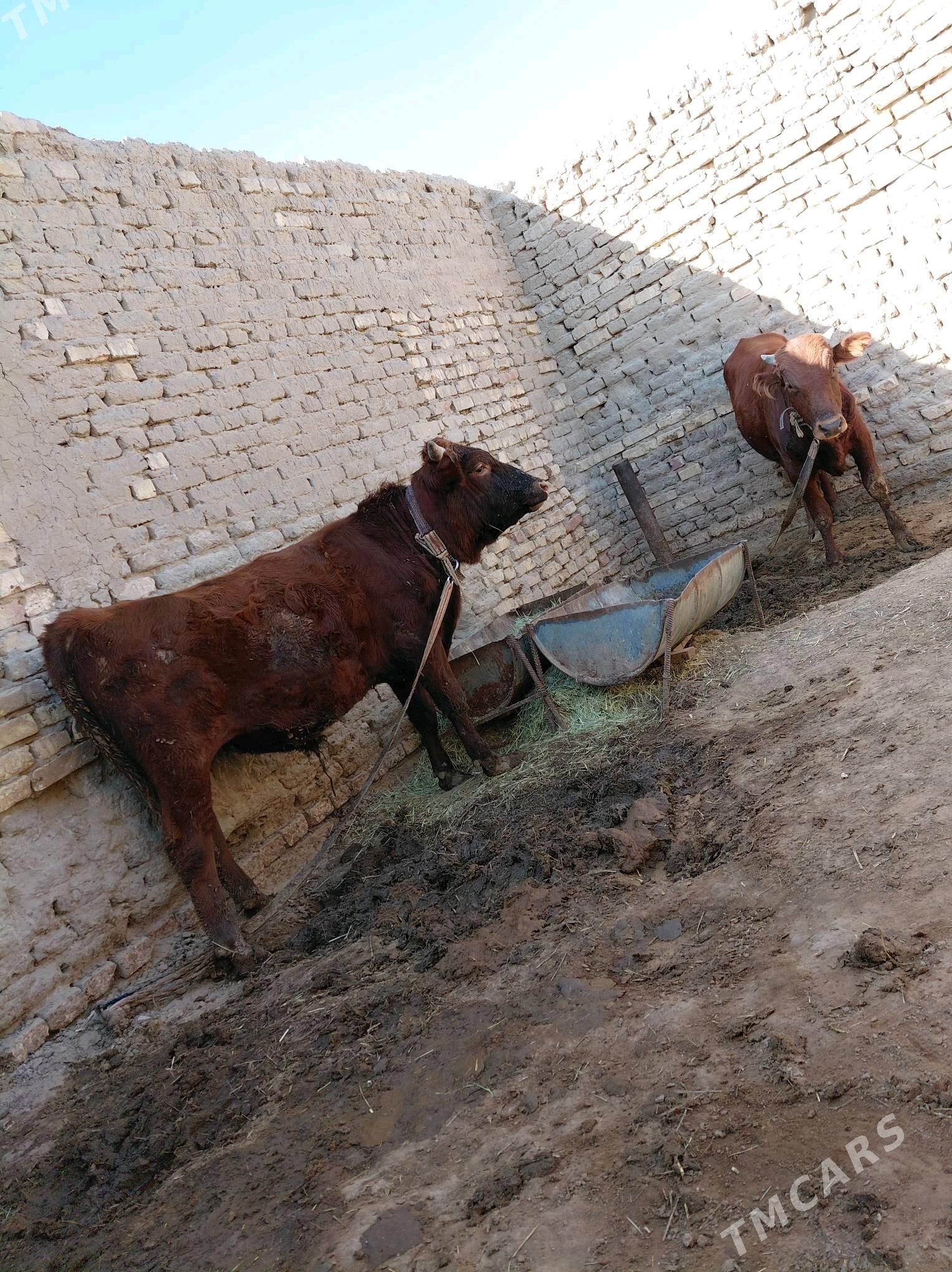 öküz - Sakarçäge - img 5