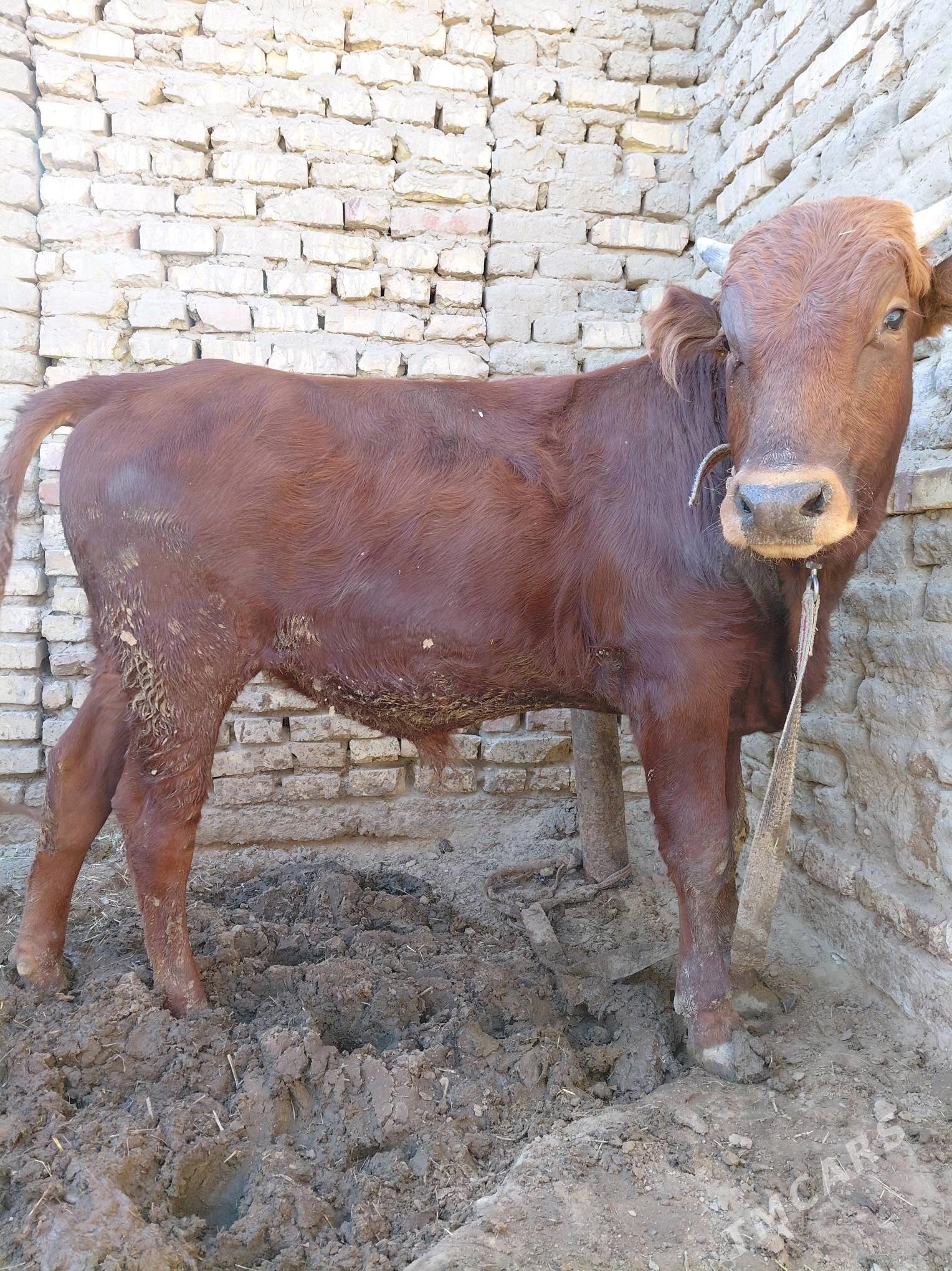 öküz - Sakarçäge - img 2