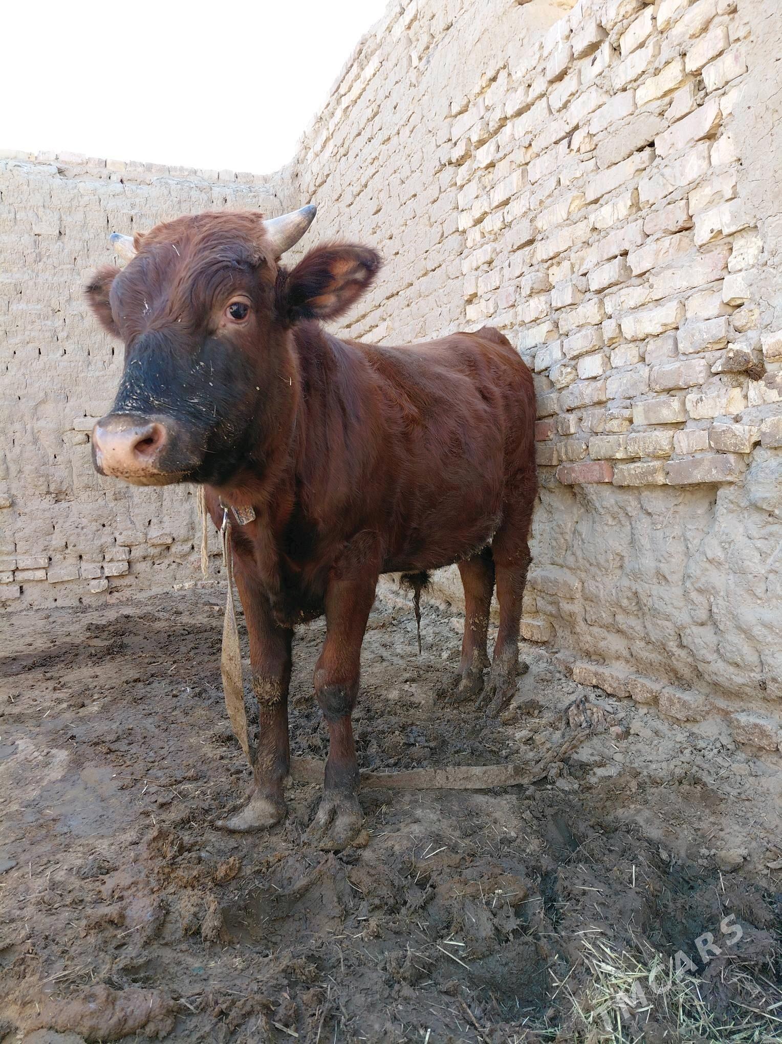 öküz - Sakarçäge - img 4