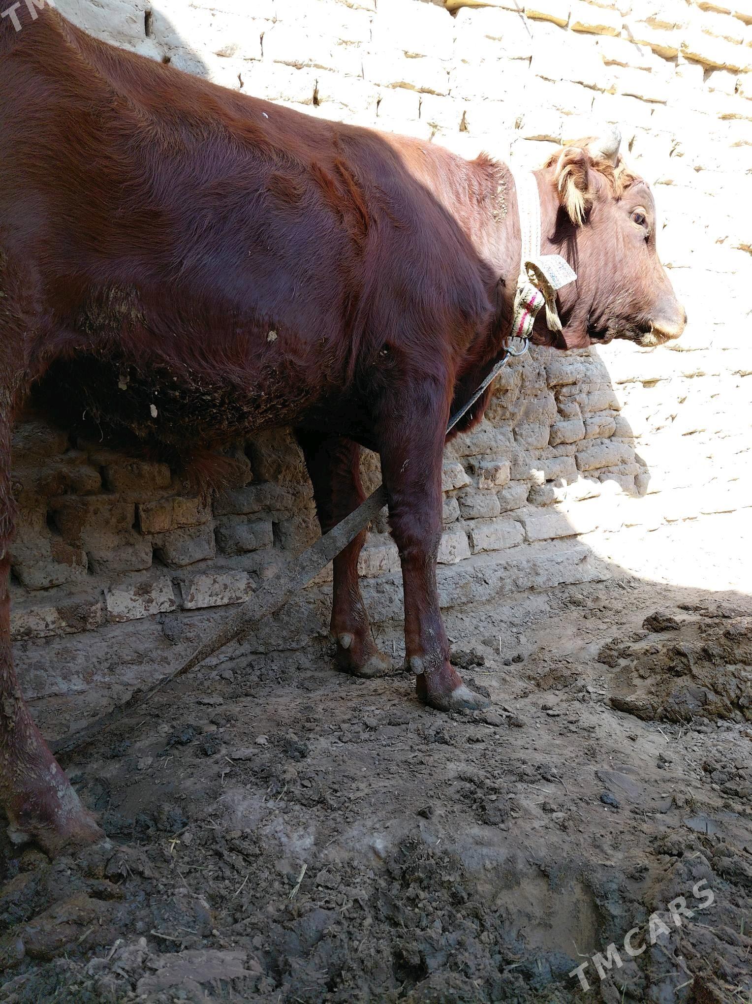 öküz - Sakarçäge - img 3