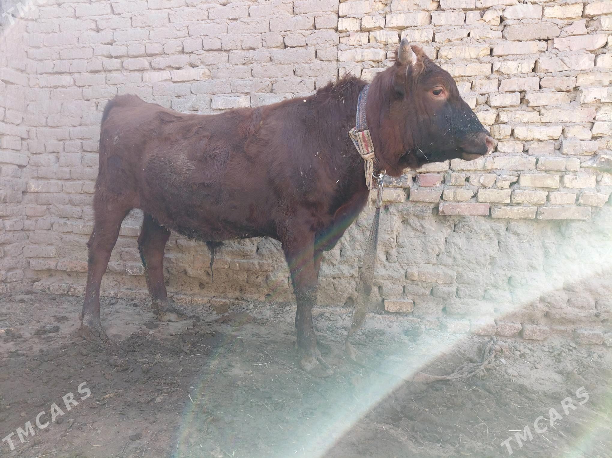 öküz - Sakarçäge - img 7