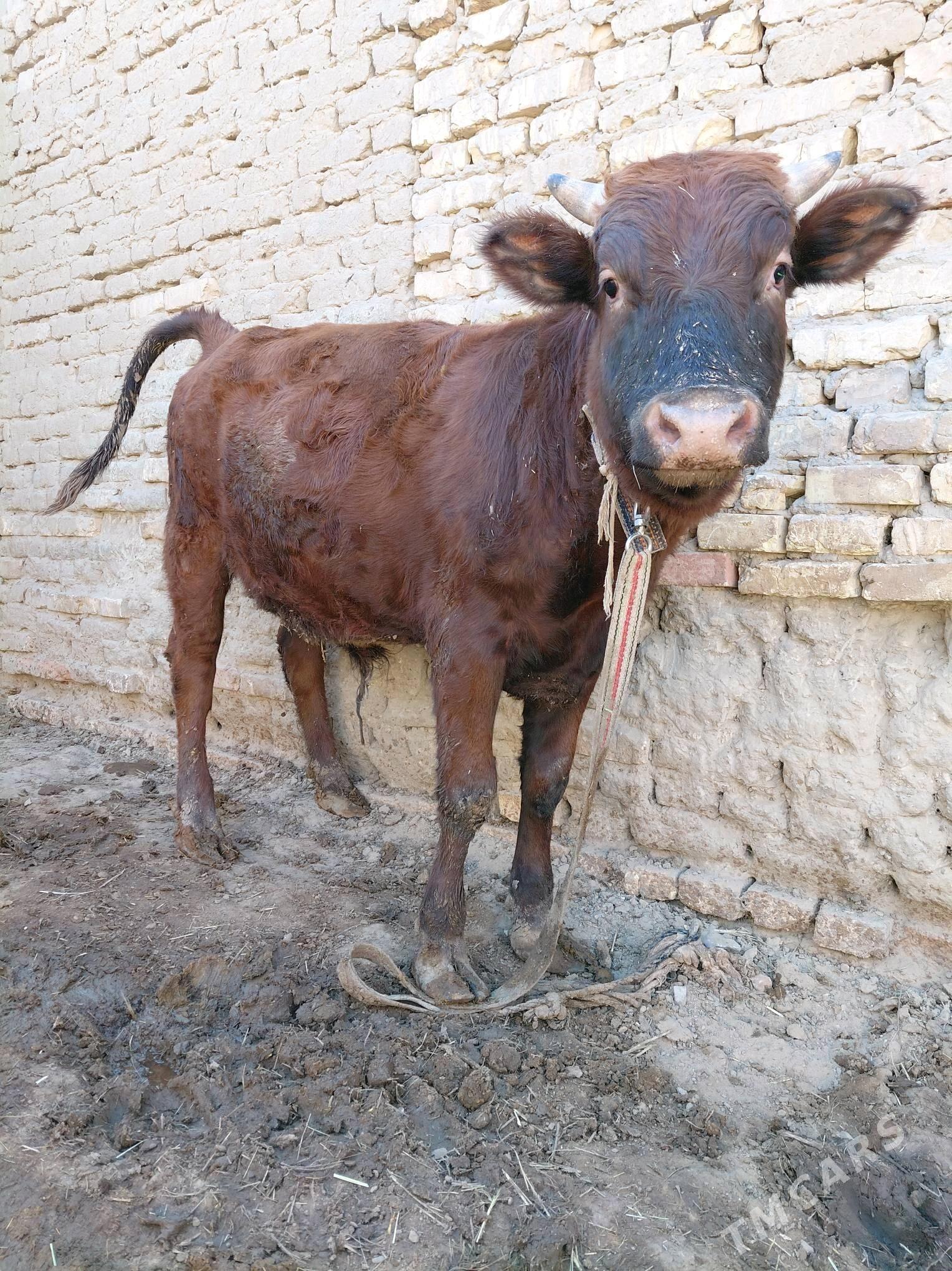 öküz - Sakarçäge - img 6