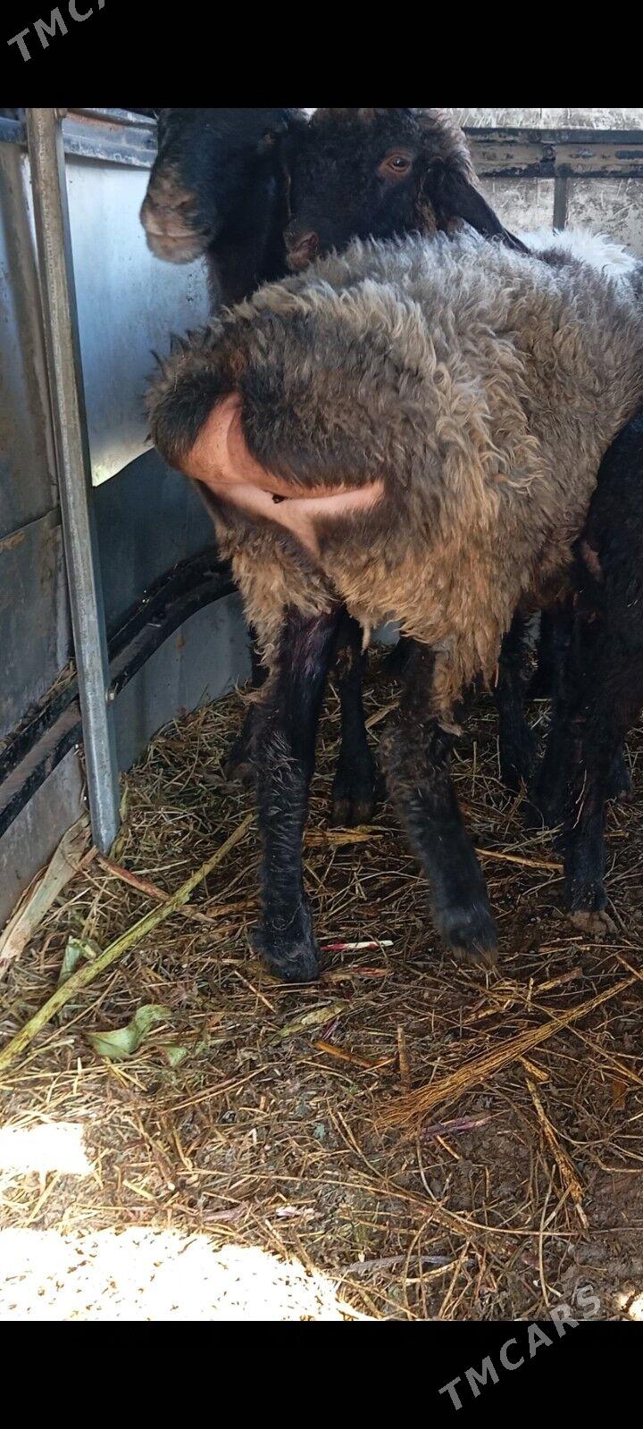 issek tokly - Aşgabat - img 3