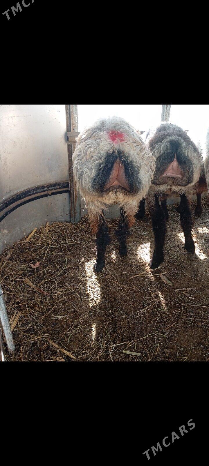 issek tokly - Aşgabat - img 2