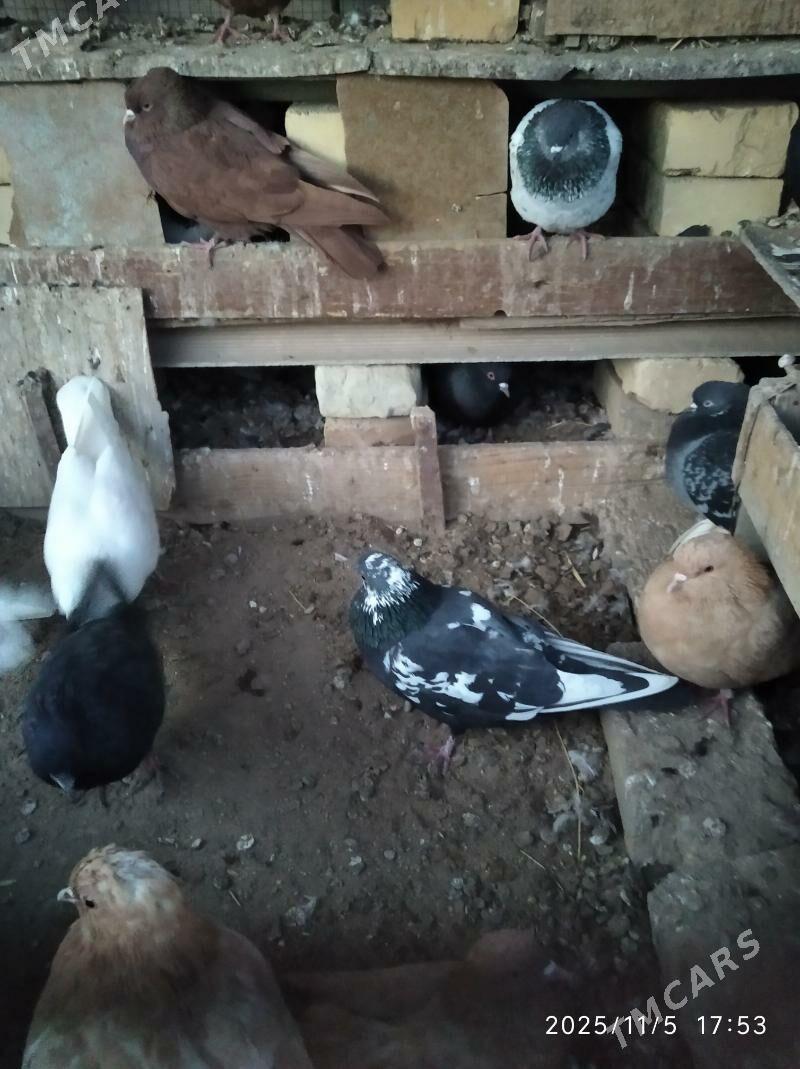 кептери - Farap - img 3