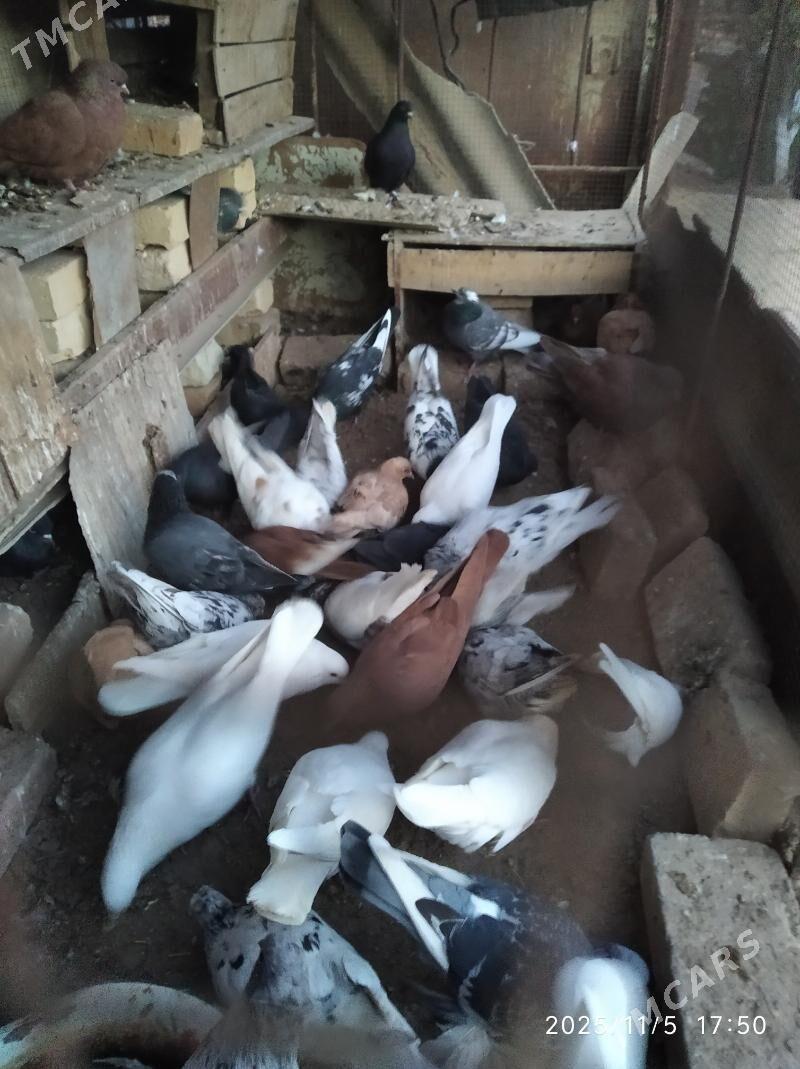 кептери - Farap - img 2