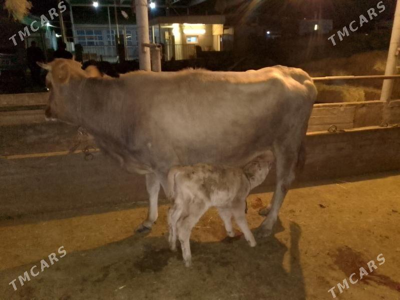 ARASSA SWET GOLELİ SYGYR - Ак-Бугдайский этрап - img 3