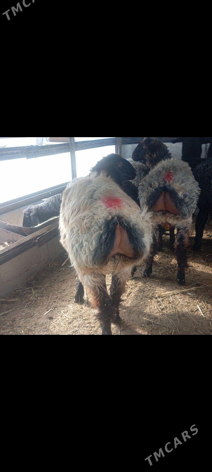 issek tokly - Aşgabat - img 6