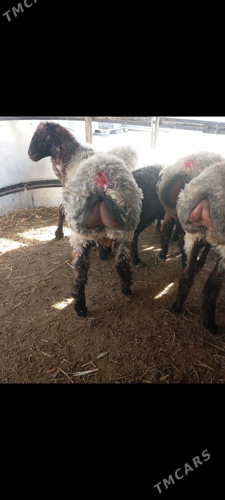 issek tokly - Aşgabat - img 4