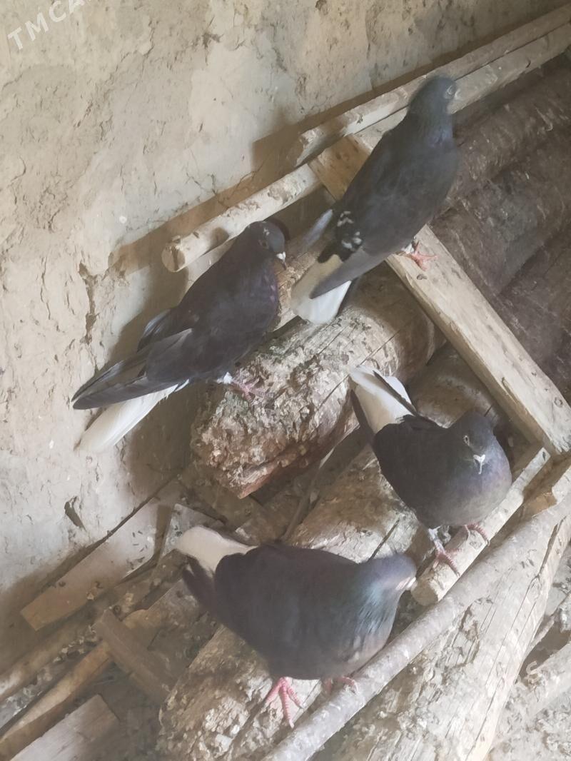 kepderi - Гызыларбат - img 2