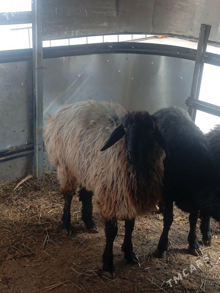 issek tokly - Aşgabat - img 8