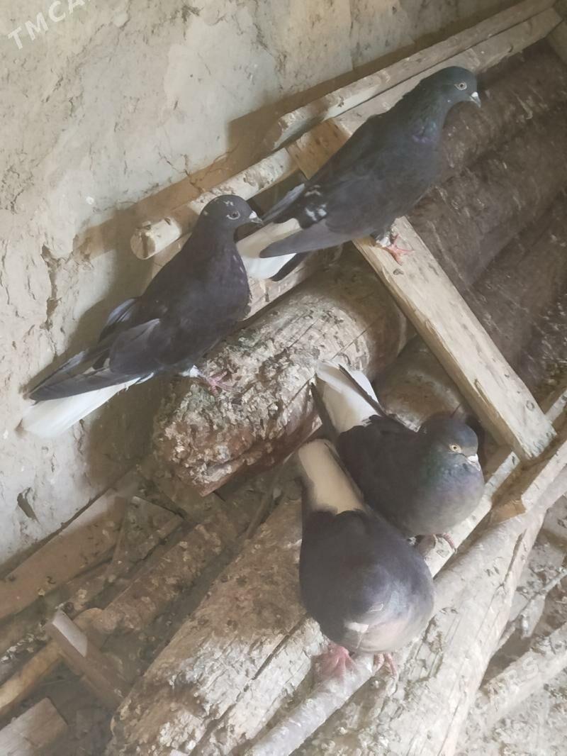 kepderi - Гызыларбат - img 3