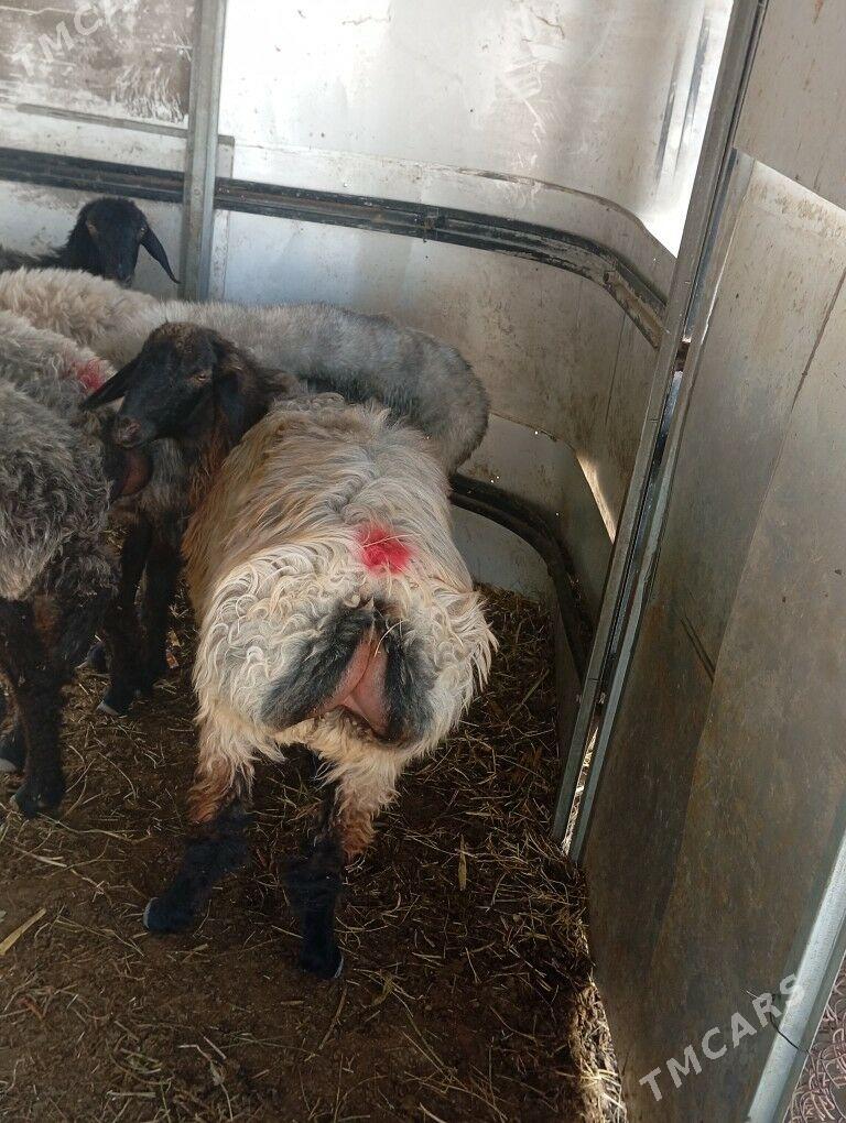 issek tokly - Aşgabat - img 9