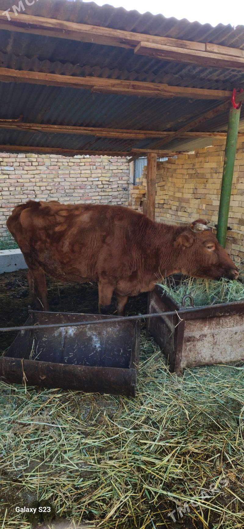 Sygyr - Türkmenabat - img 2