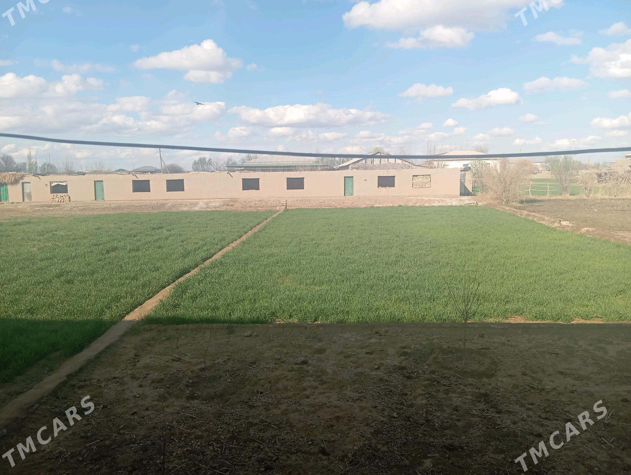 satlyk jay - Гороглы (Тагта) - img 2