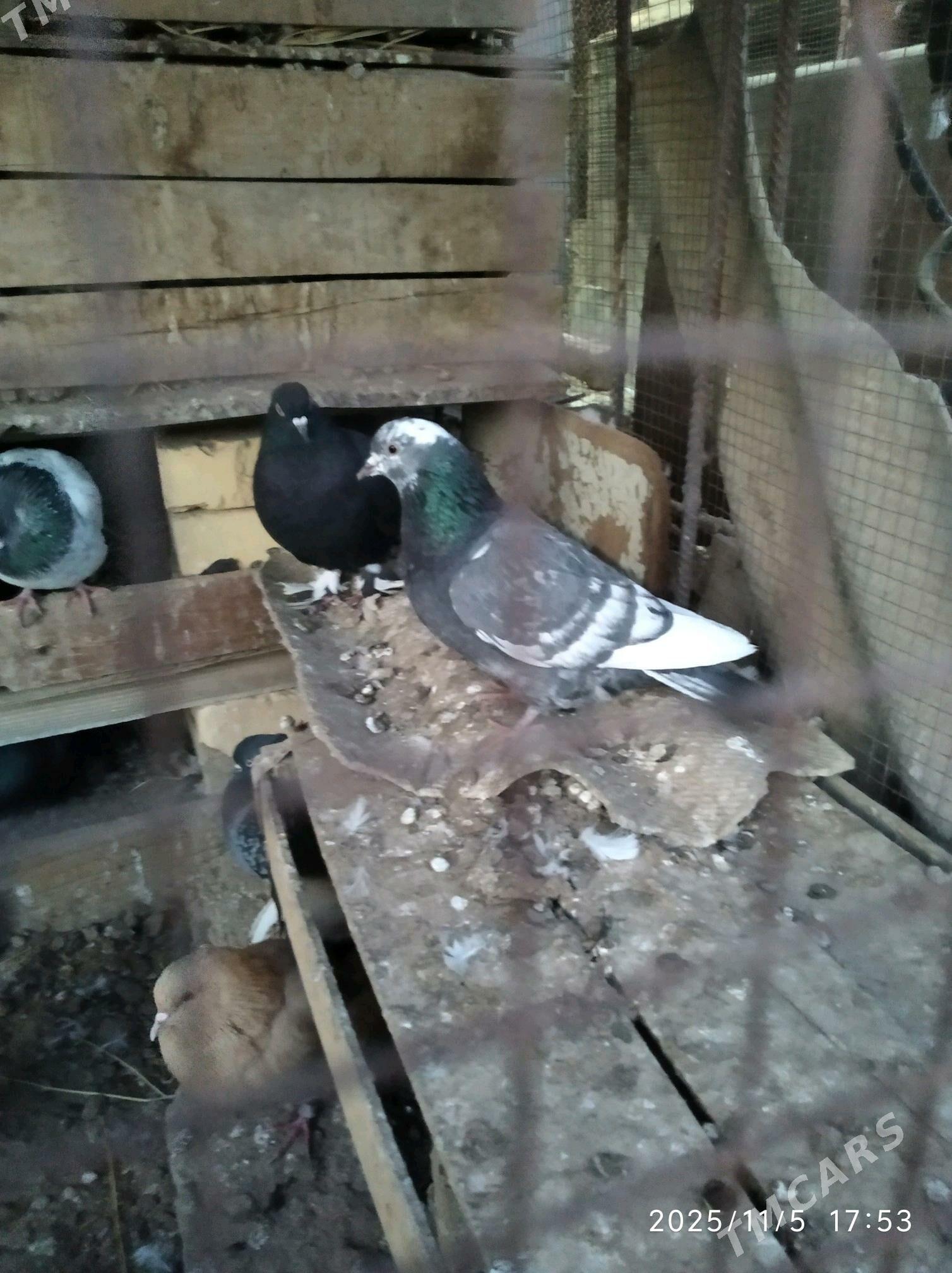 кептери - Farap - img 4