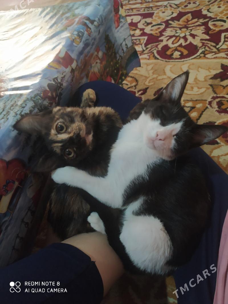 Pişik - Дашогуз - img 3