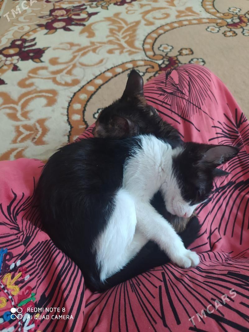 Pişik - Дашогуз - img 5