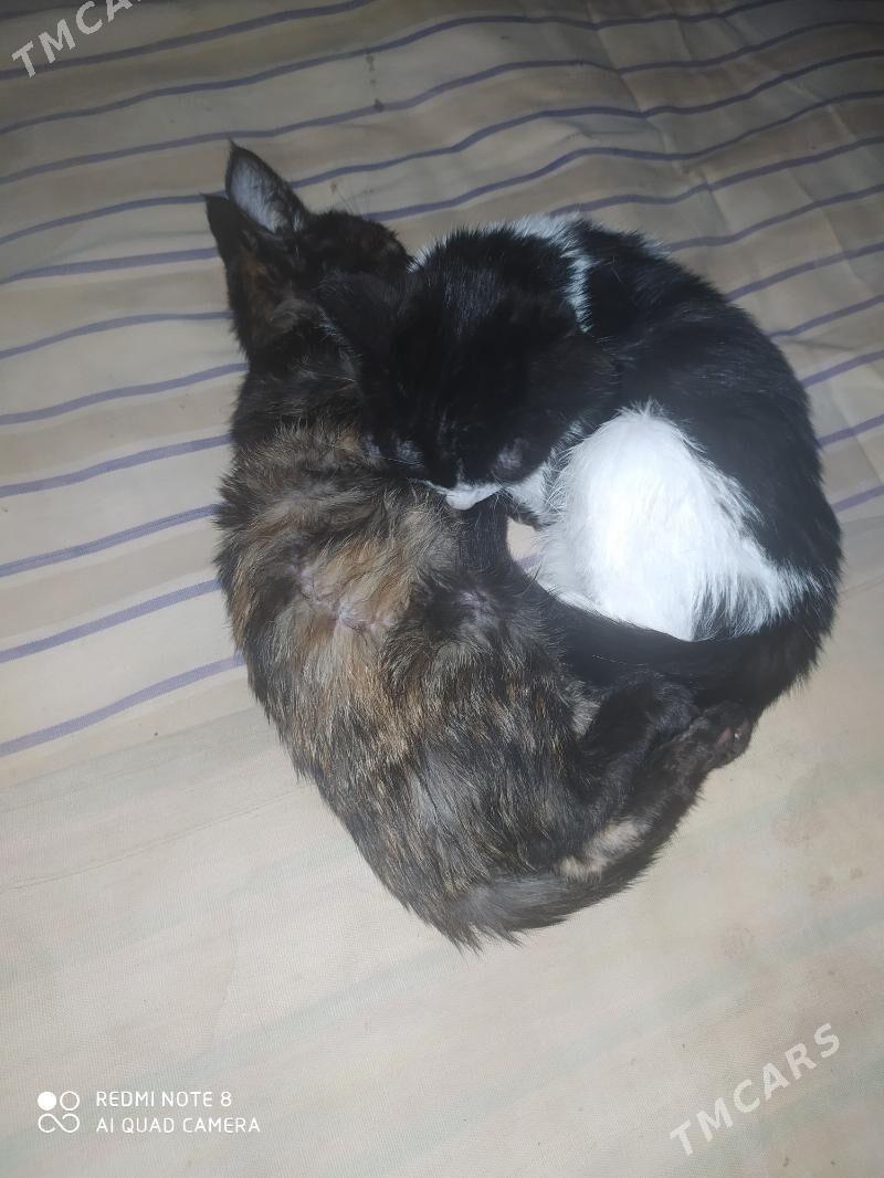 Pişik - Дашогуз - img 6