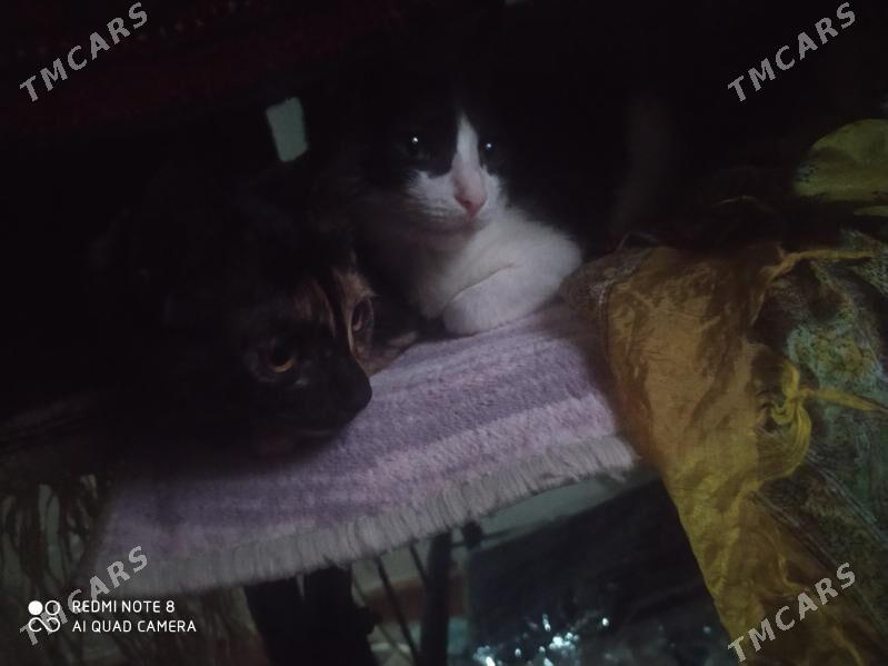 Pişik - Дашогуз - img 1