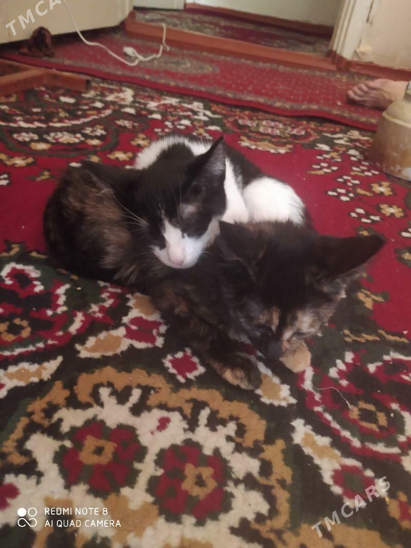 Pişik - Дашогуз - img 9