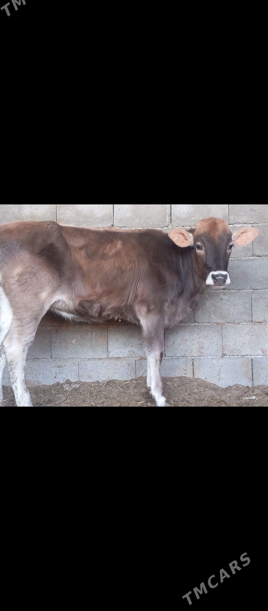 öküz we tüwe - Büzmeýin - img 2