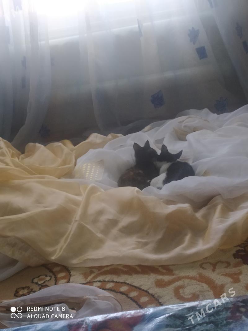 Pişik - Дашогуз - img 2