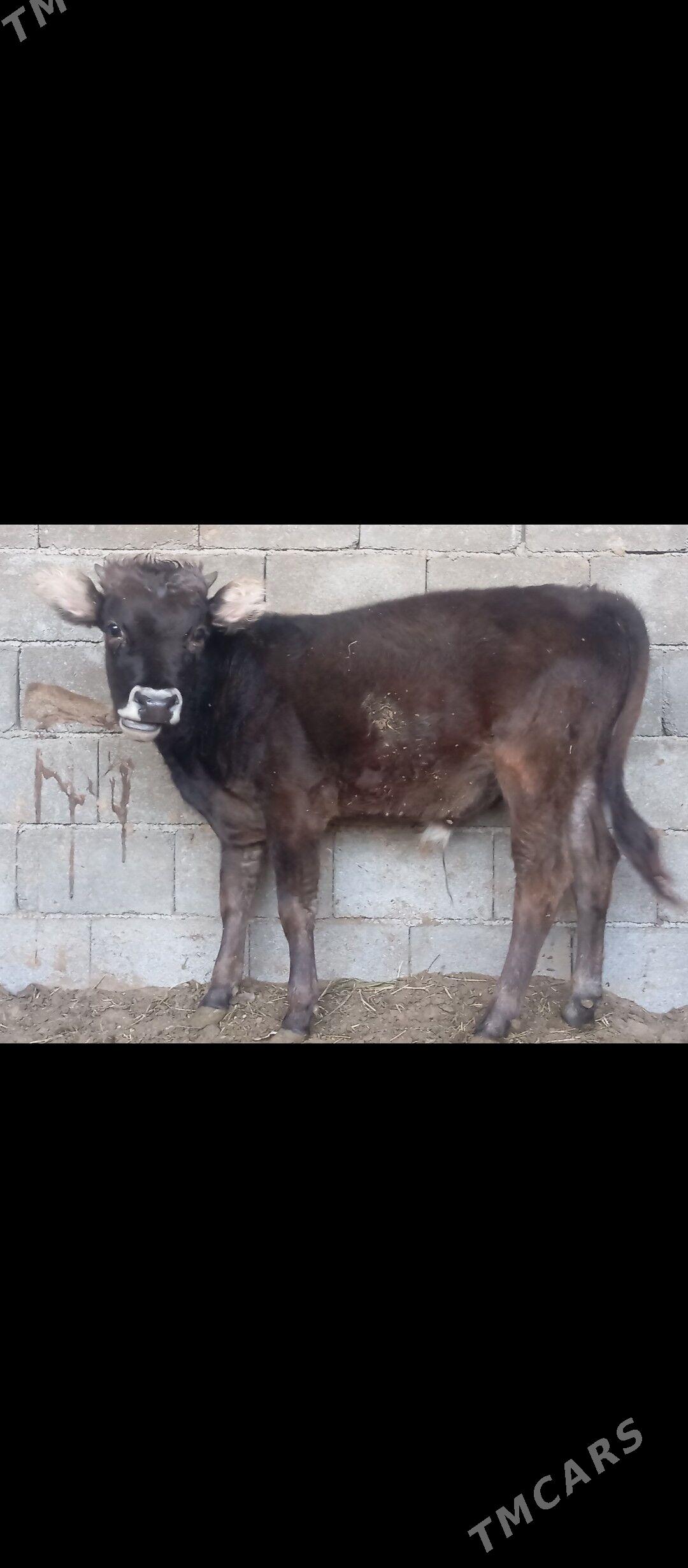 öküz we tüwe - Büzmeýin - img 4