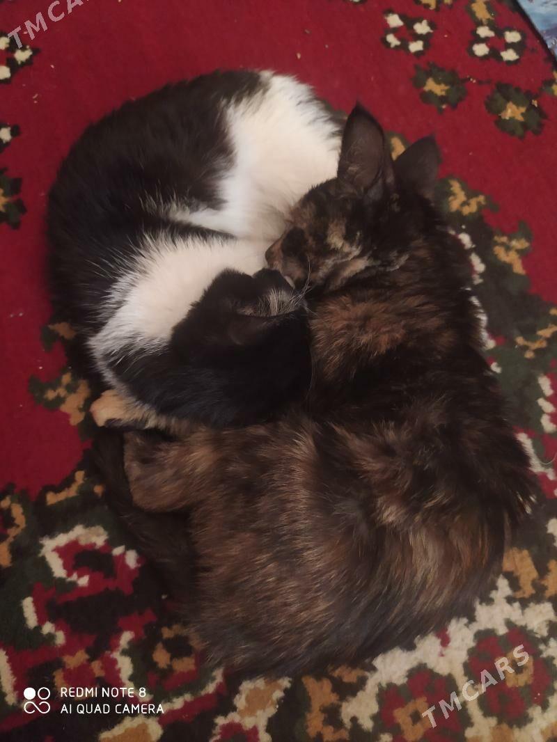 Pişik - Дашогуз - img 7