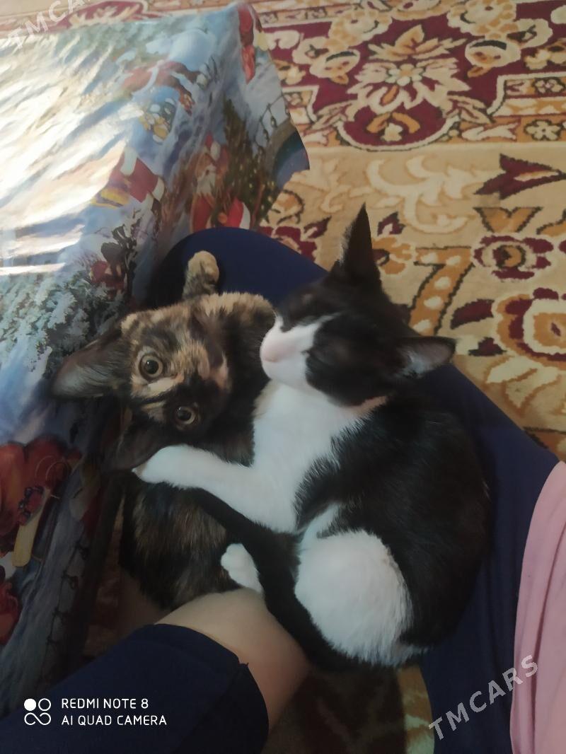 Pişik - Дашогуз - img 4