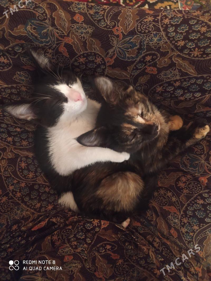 Pişik - Дашогуз - img 10