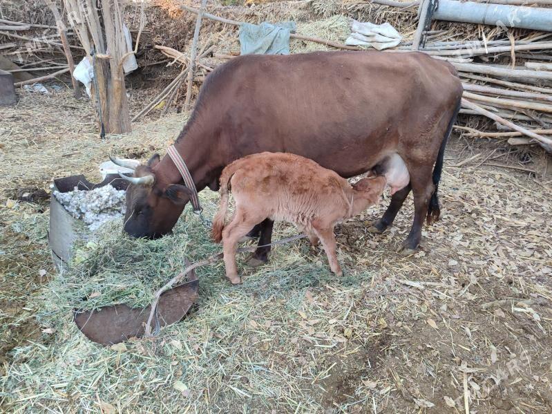 Goleli Sygyr - Baýramaly - img 4