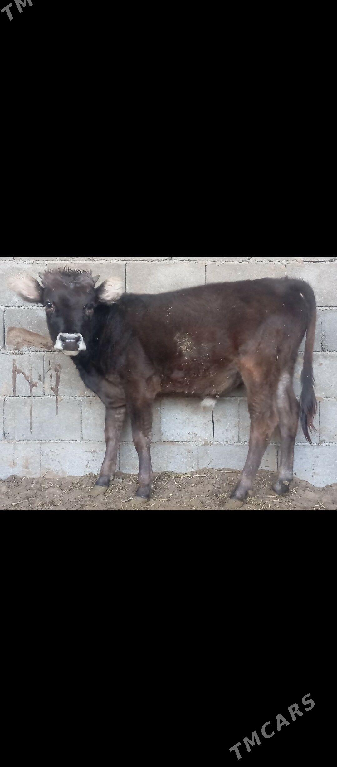 öküz we tüwe - Büzmeýin - img 3